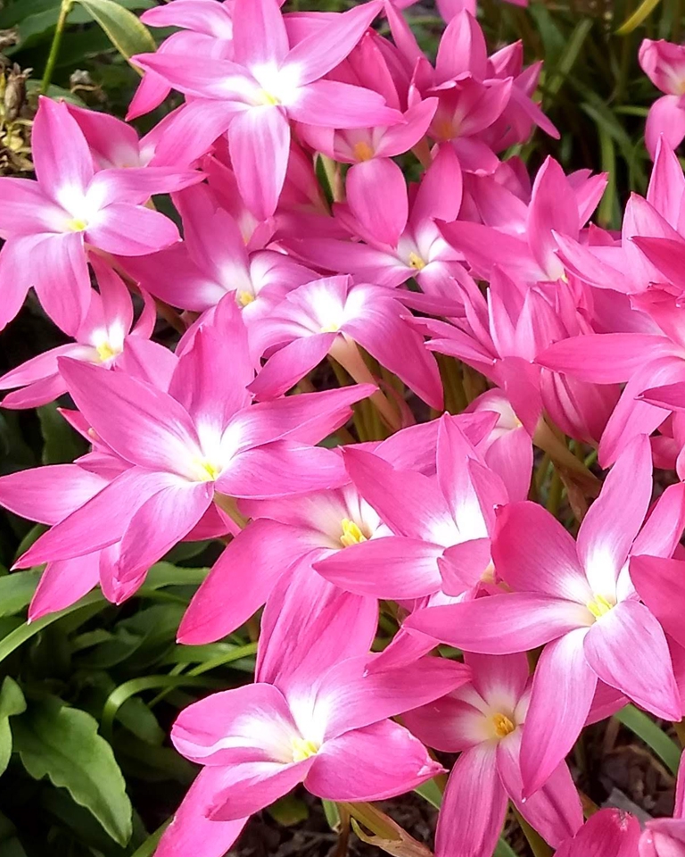 Flower close up