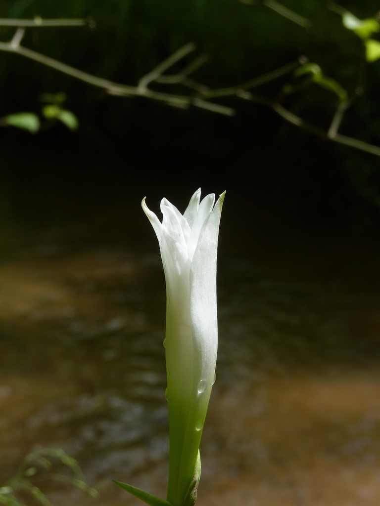 Flower bud