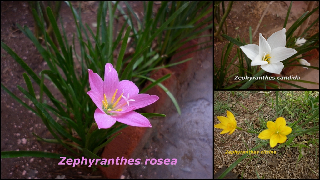 Collage of pink Z. rosea, white Z. candida & yellow Z. citrina.