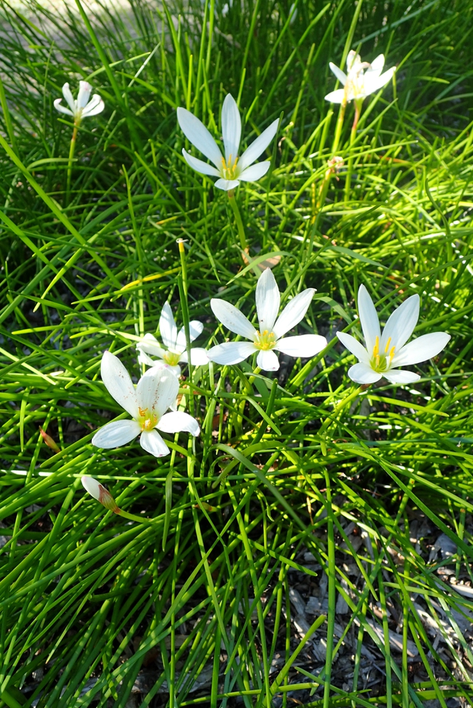 Zephyranthes candida