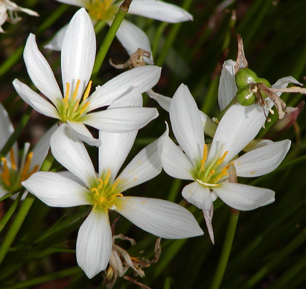 White, 6-tepaled flower with yellow anthers. Unripe green fruit.