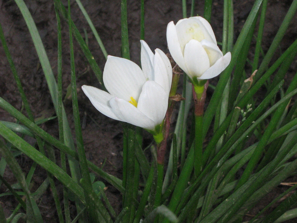 Zephyranthes candida