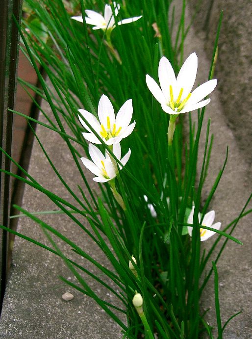 Grassy leaves & white, 6-tepaled flowers with big yellow anthers