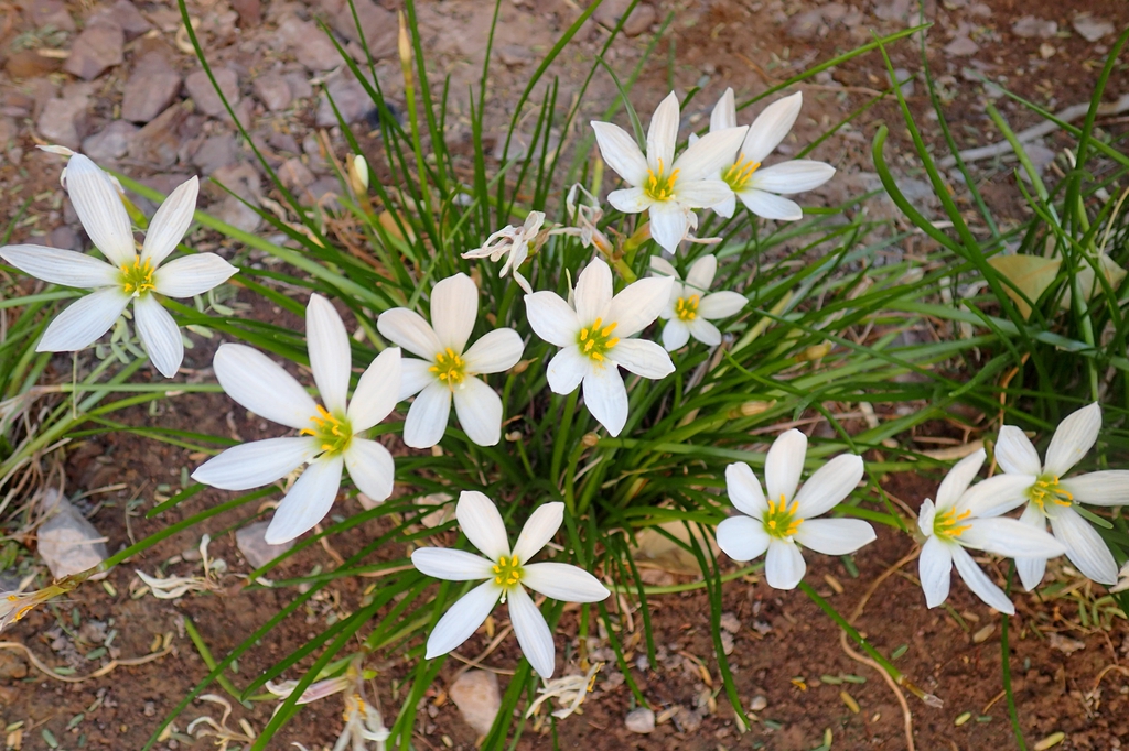 Zephyranthes candida