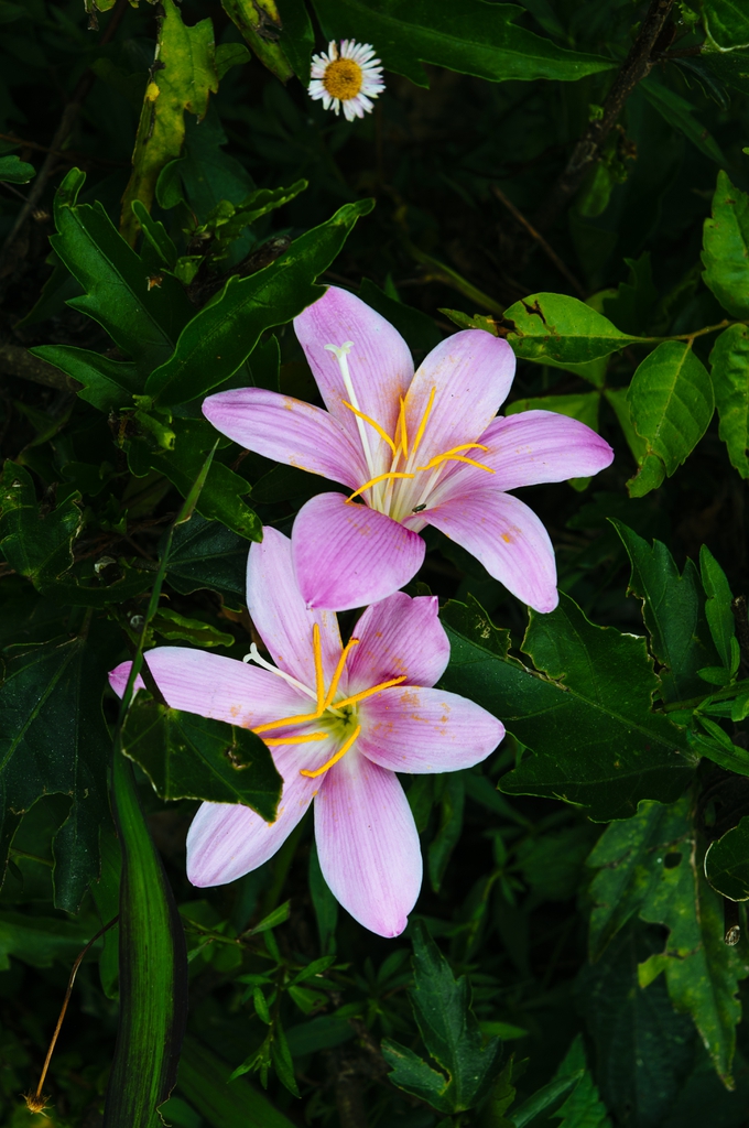 Grassy leaves & pink, 6-tepaled flowers with big yellow anthers