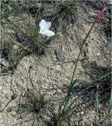 Form