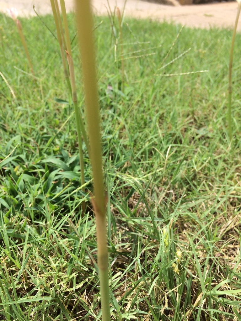 Stem