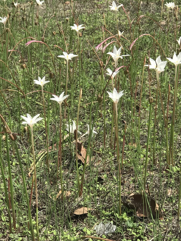 Naturalized