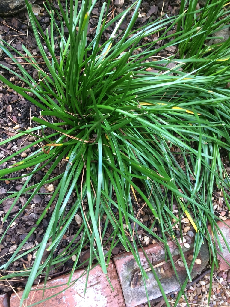 Form