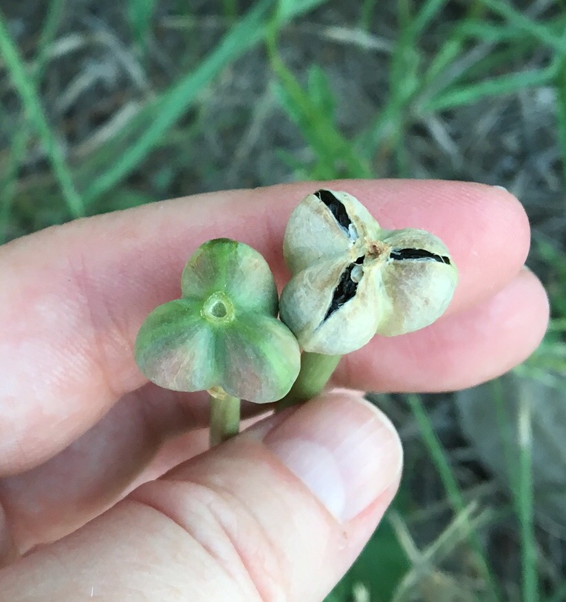 Fruit