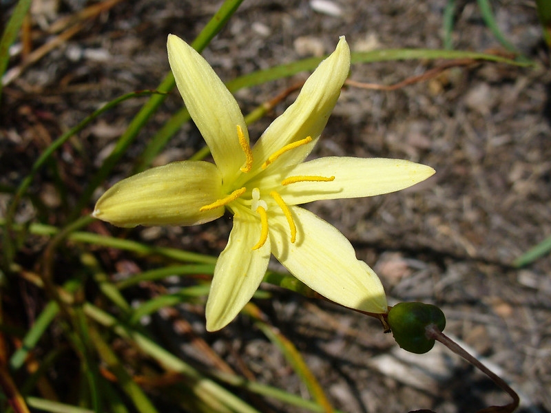 Close-up on a yellow, 6-tepaled flower with long yellow anthers
