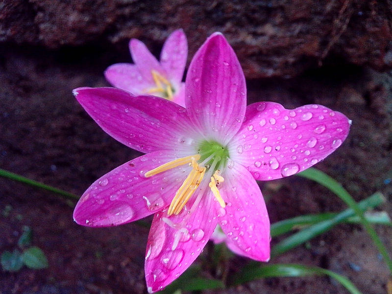 Flowers