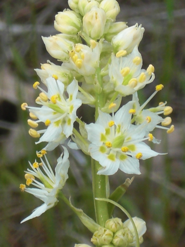 Flower cluster