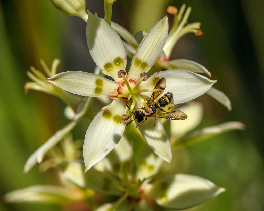 Zigadenus glaberrimus