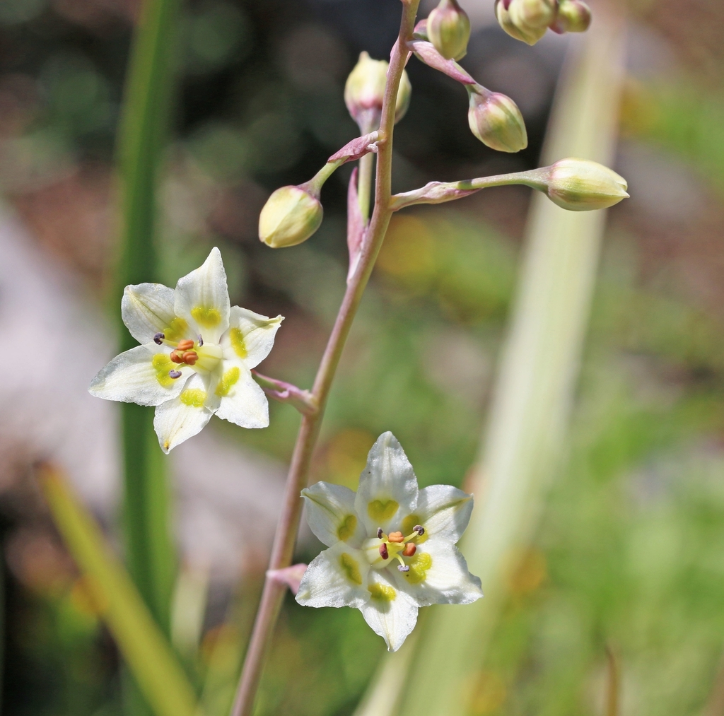 Stem
