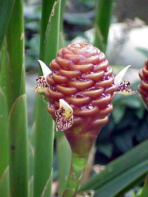 Flower of Z. macradenium