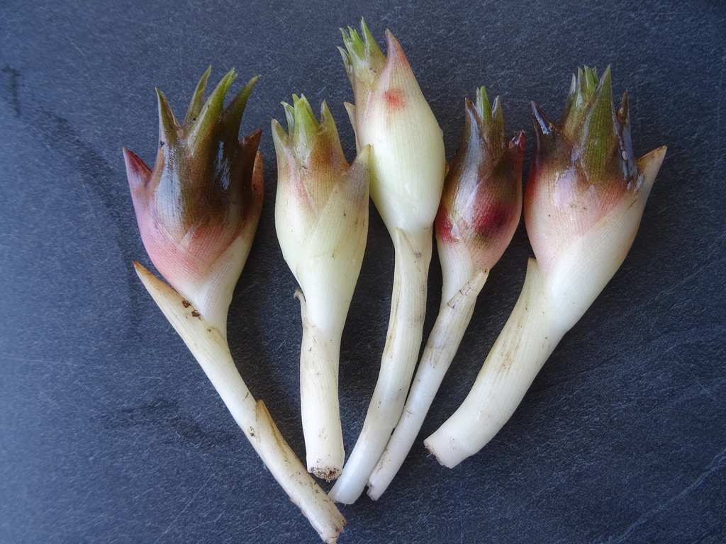 Edible flower buds