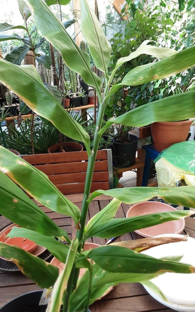 Stem and leaves