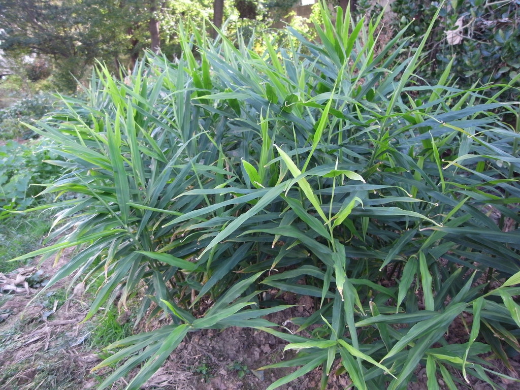 Zingiber officinale Plant