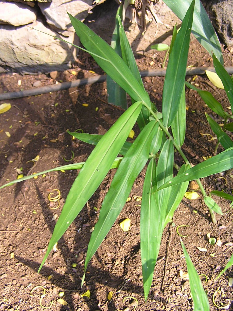 Zingiber officinale stem and leaves