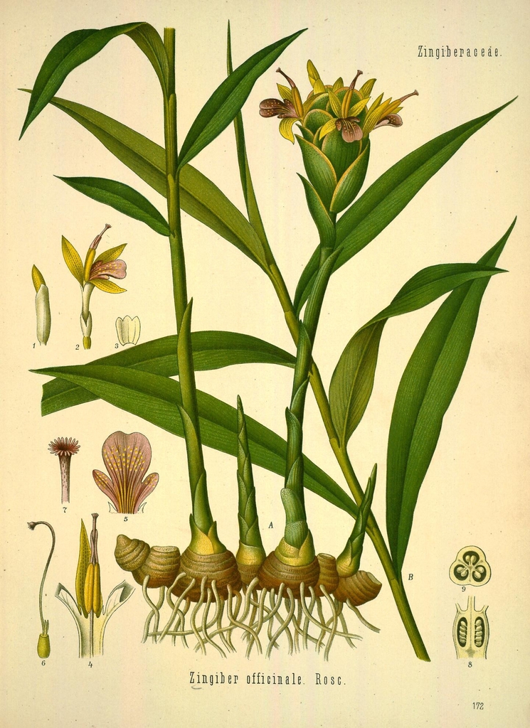 Zingiber officinale  botanical illustration