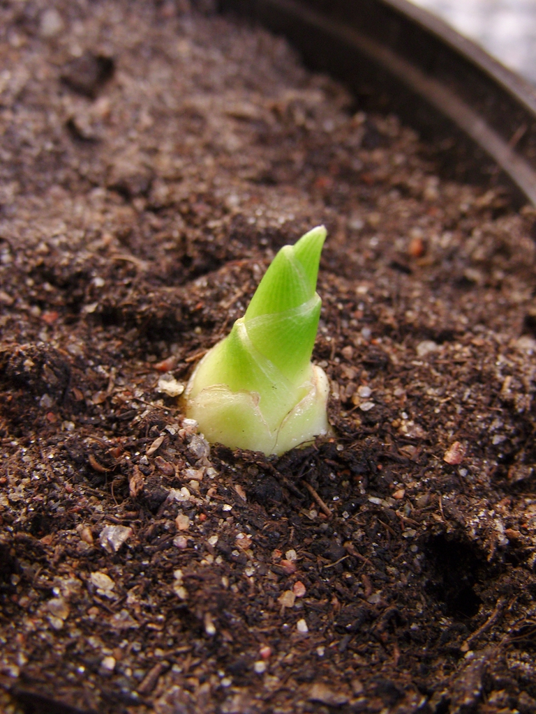 Zingiber officinale  newly emerged