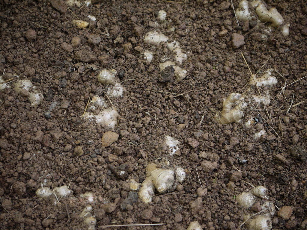 Zingiber officinale  newly planted