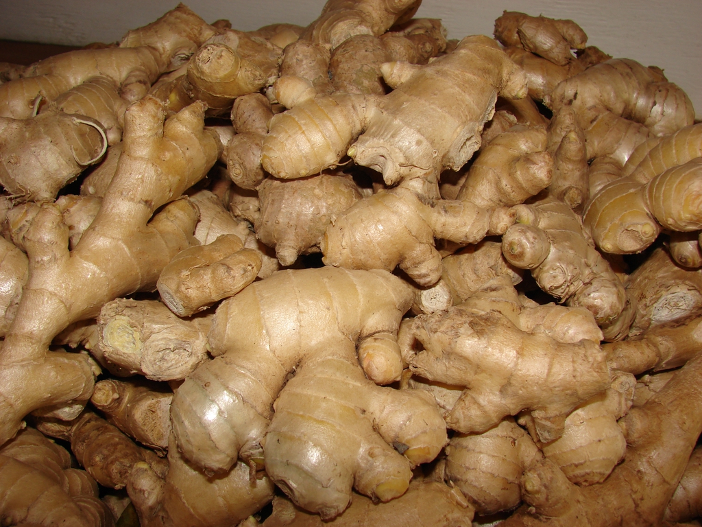 Ginger Rhizomes