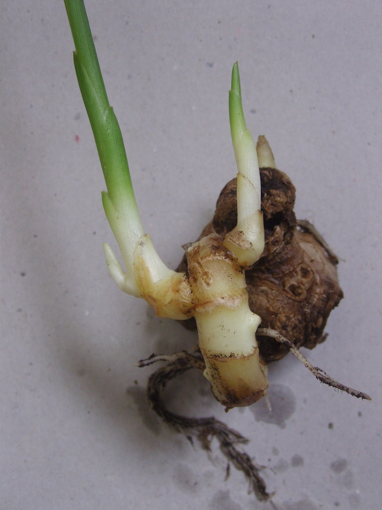 Growth from a rhizome