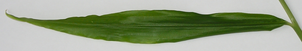 Zingiber officinale leaf