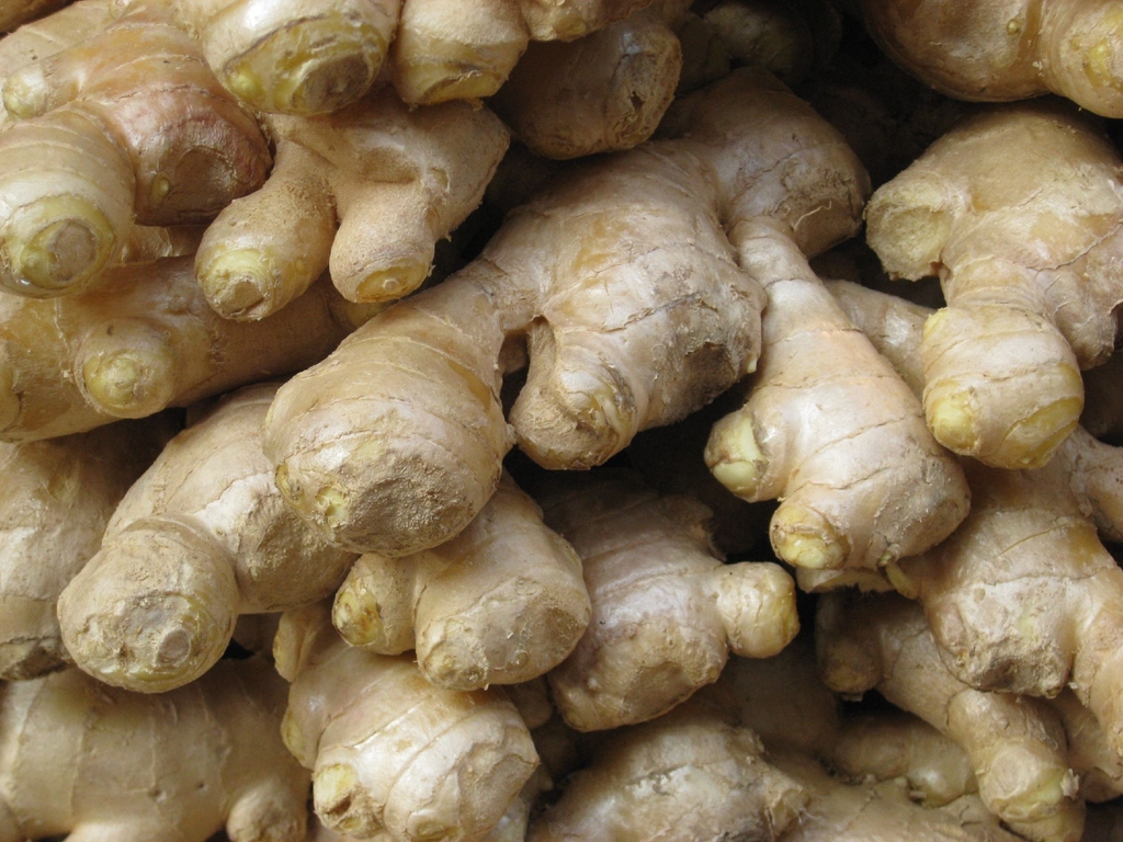 Rhizome of Z officinale