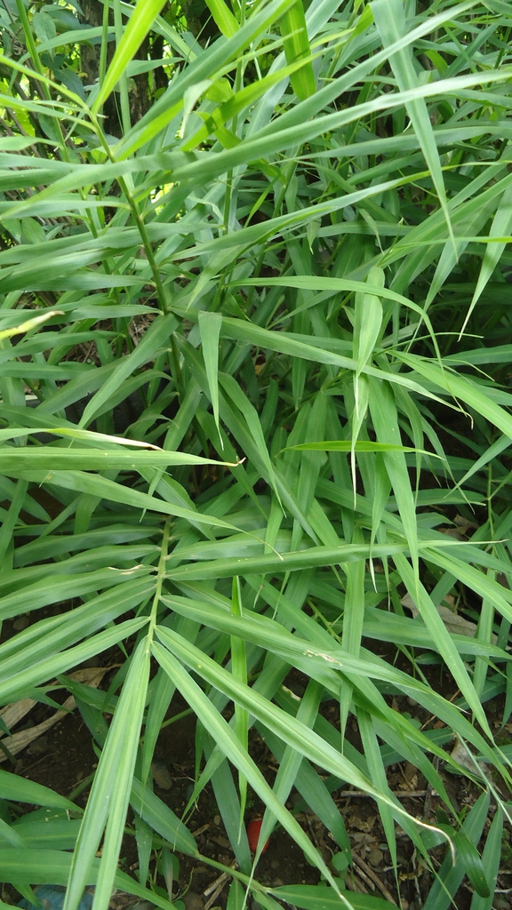 Leaves