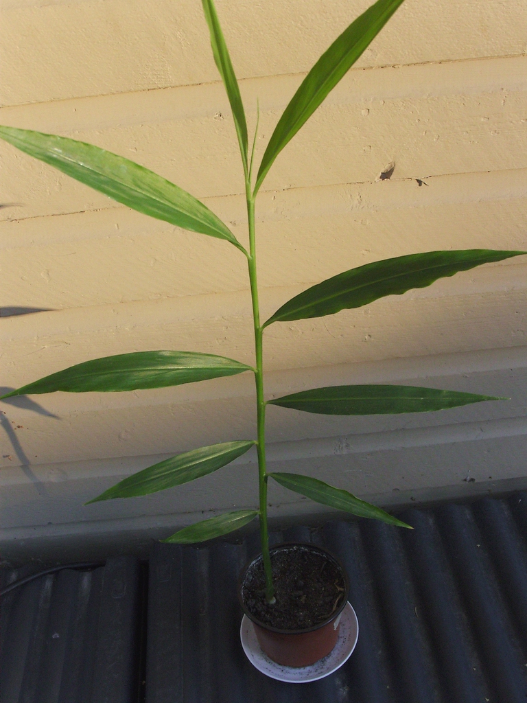 Form