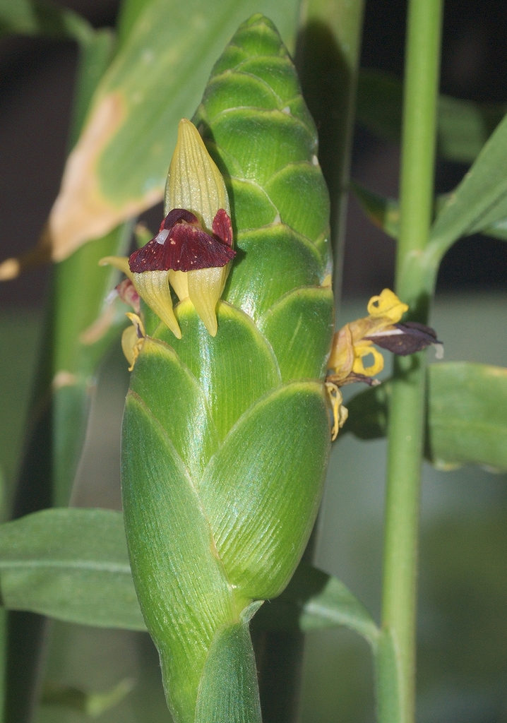 Zingiber officinale flower