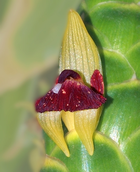 Zingiber officinale Flower closeup