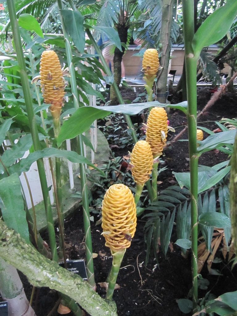 Flower of Z. spectabile