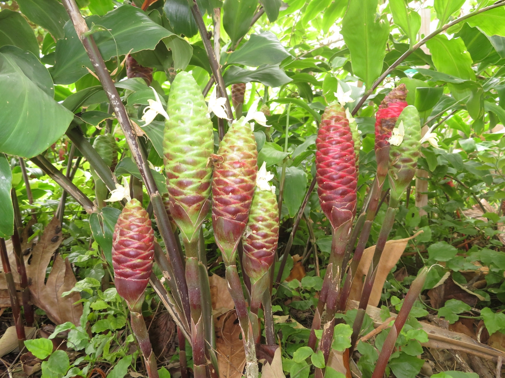 Form