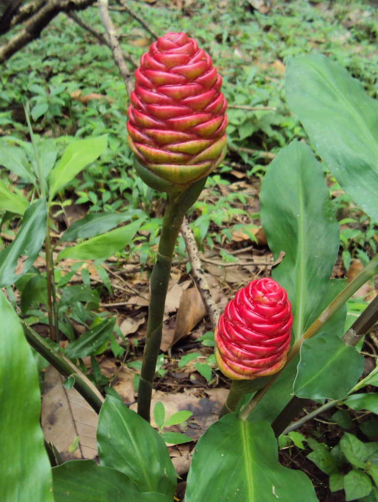 Form