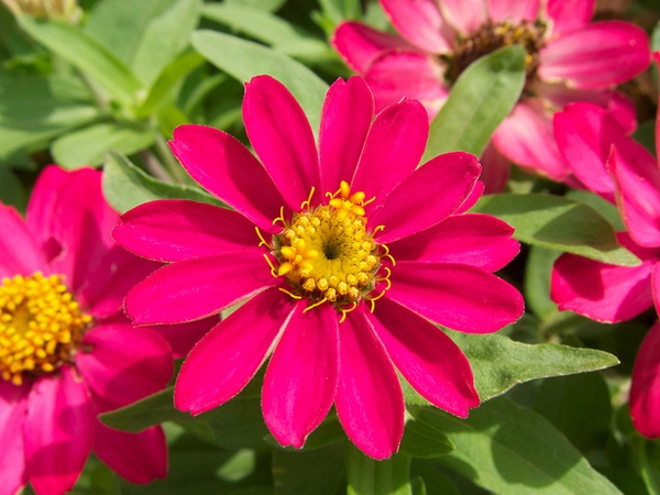 Flower close up