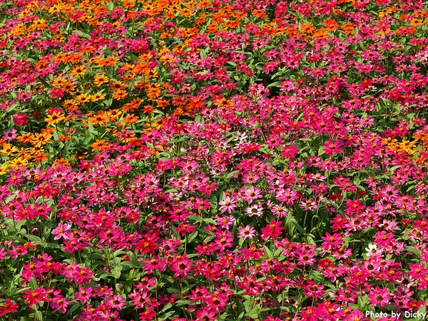 Mass planting