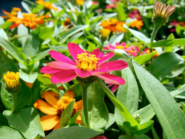 Flower close up