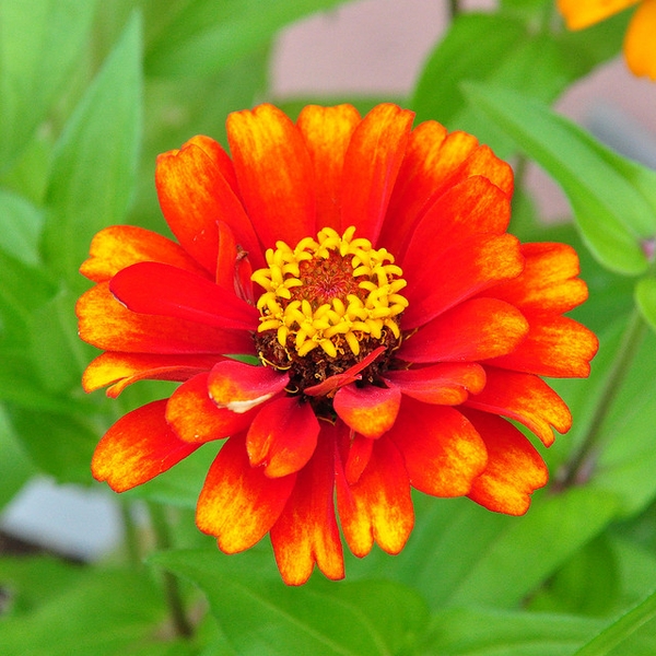 Zinnia haageana