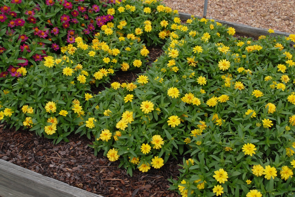 double yellow flowers en masse