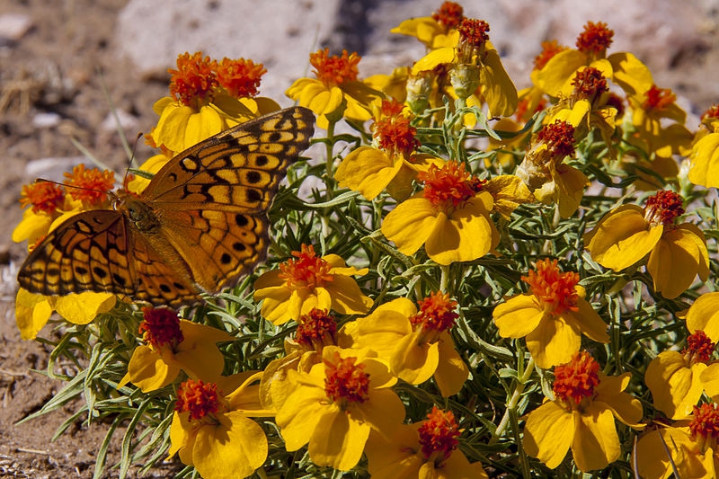 Zinnia acerosa