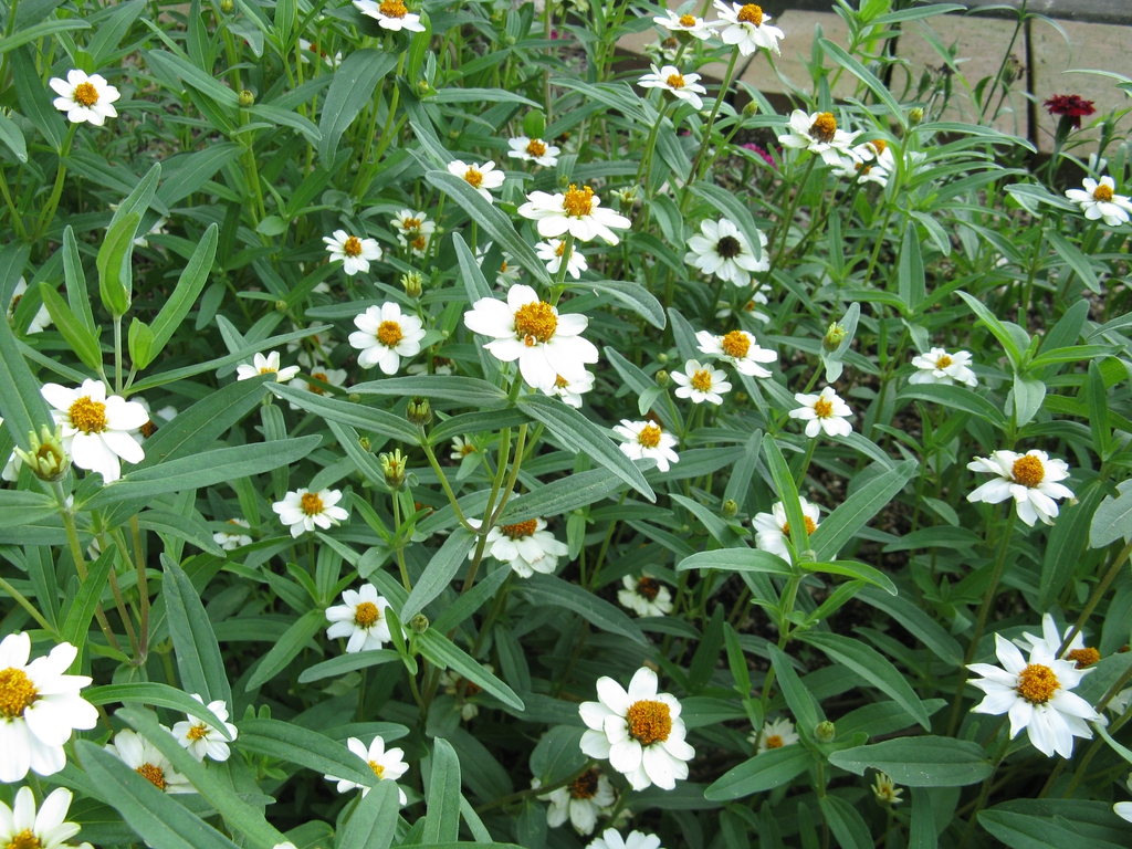 'Pette Land White'
