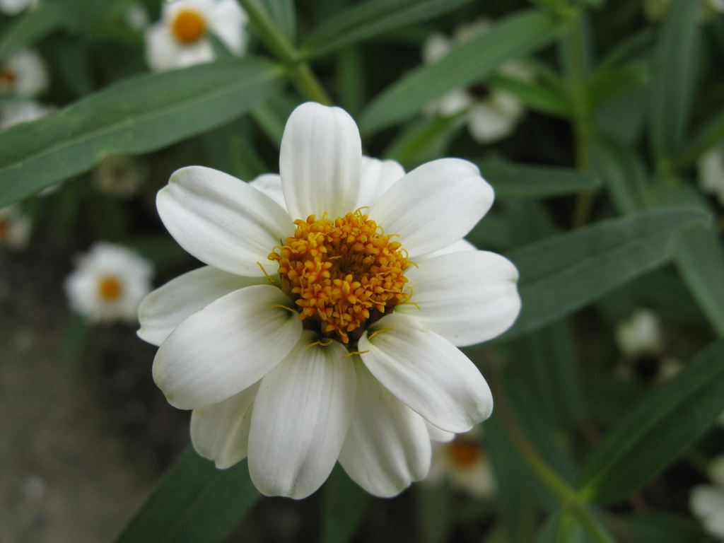 'Pette Land White'