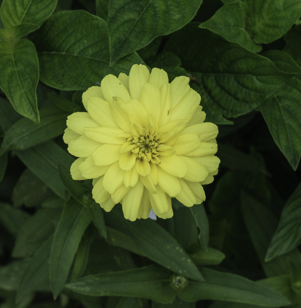 'Canary Bird' leaves in lower part of picture