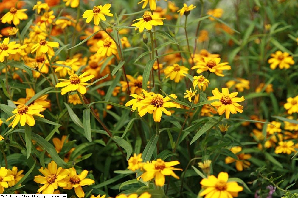 'Star Gold'
