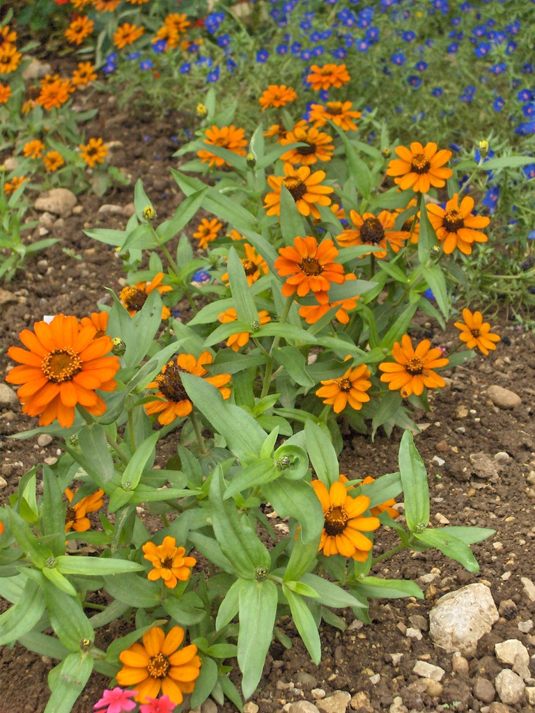 'Profusion Orange'