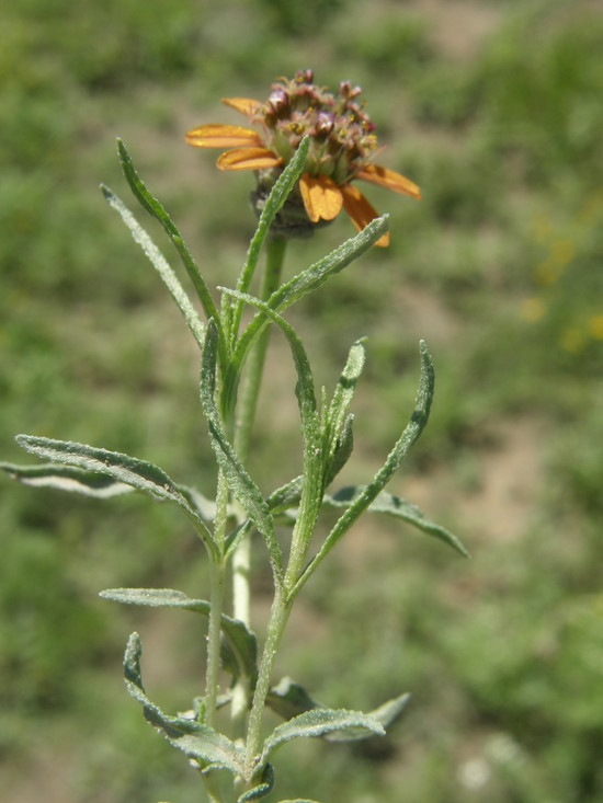 Zinnia anomala